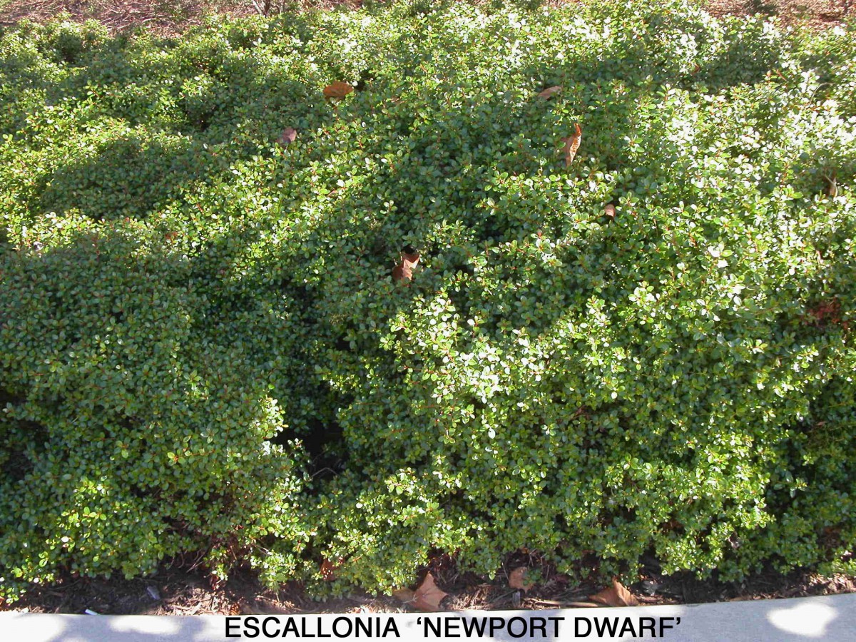 Escallonia 'Newport Dwarf' Archives - Jeffwortham