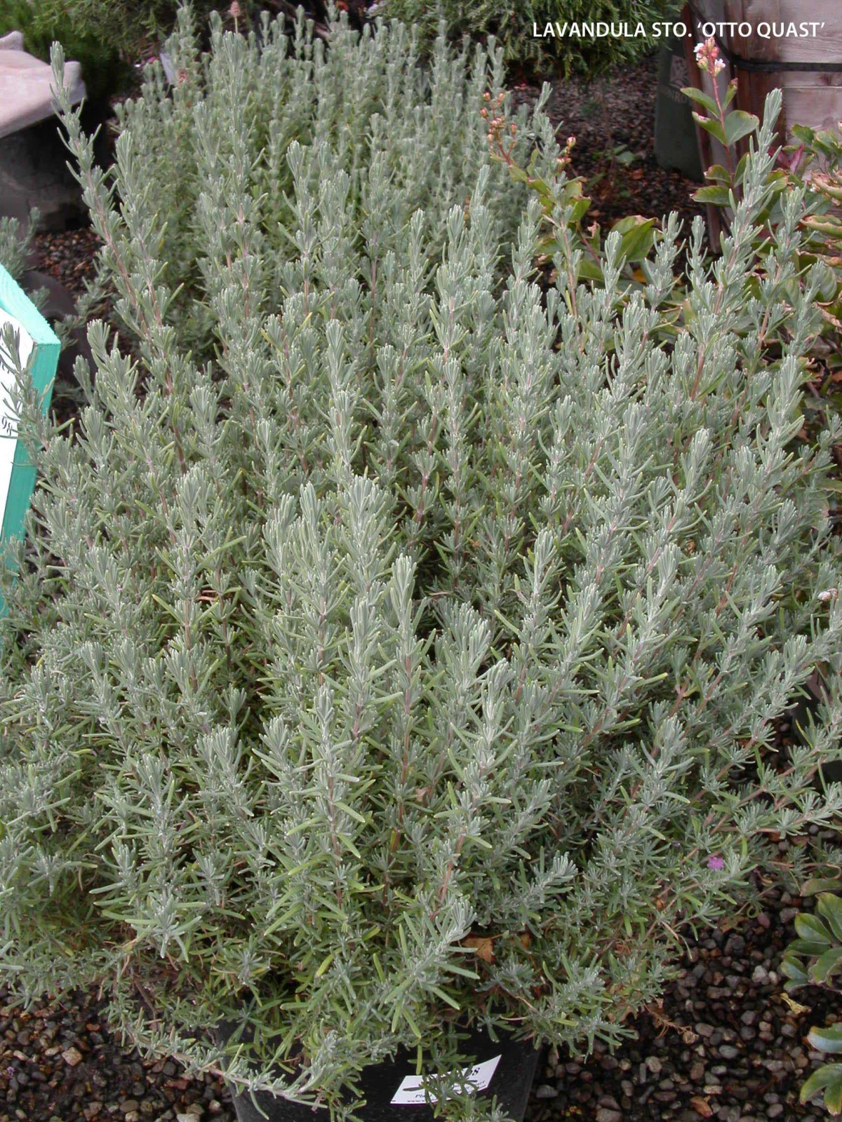 Lavandula stoechas 'Otto Quast' - foliage Archives - Jeffwortham