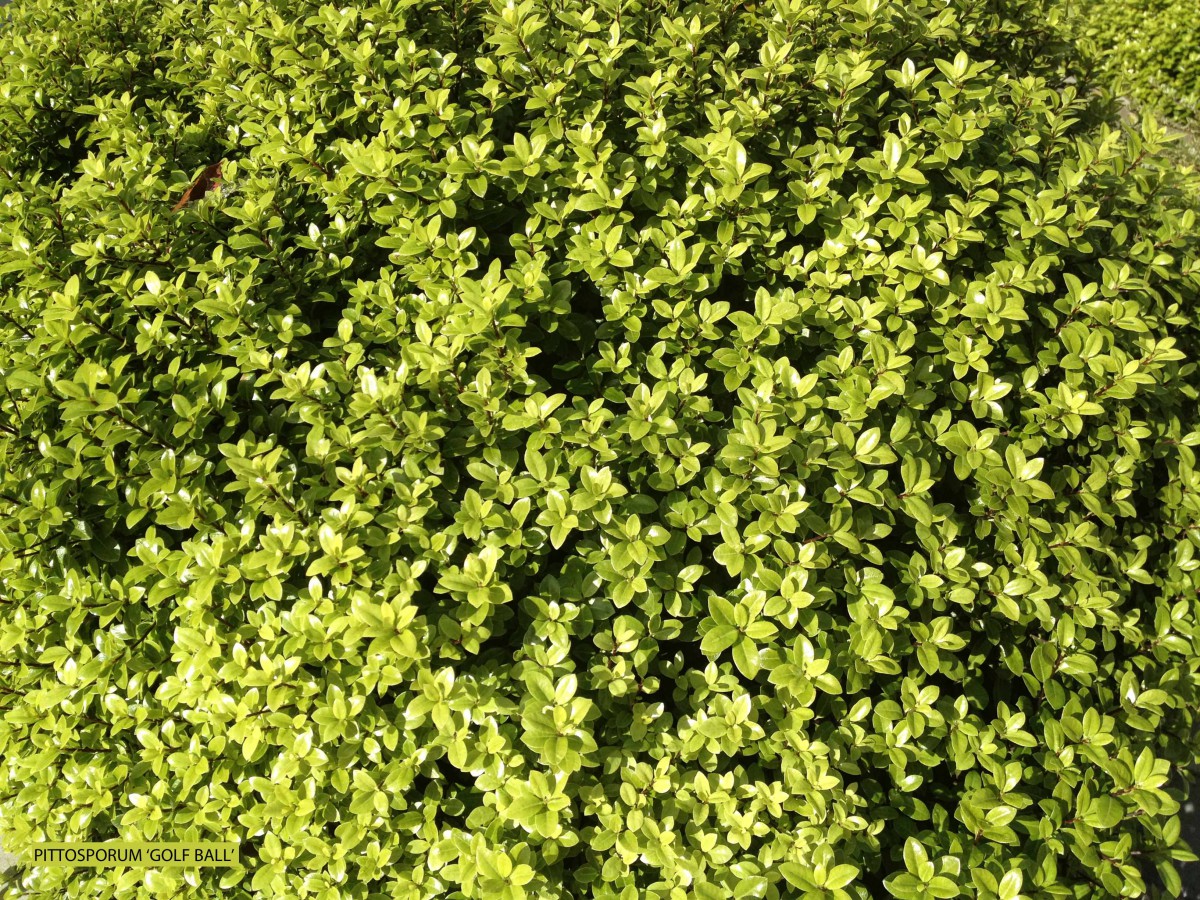 Pittosporum tenuifolium 'Golf Ball' - foliage Archives - Jeffwortham