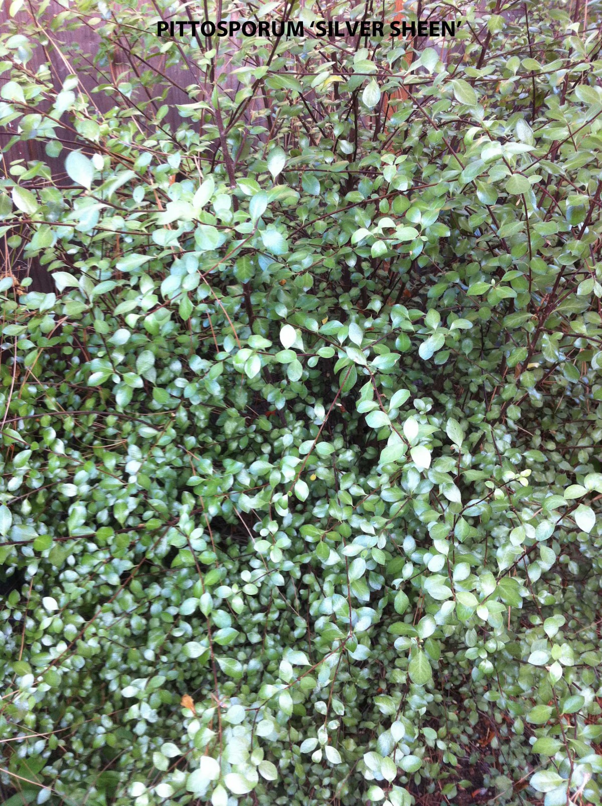 Pittosporum tenuifolium 'Silver Sheen' - foliage Archives - Jeffwortham