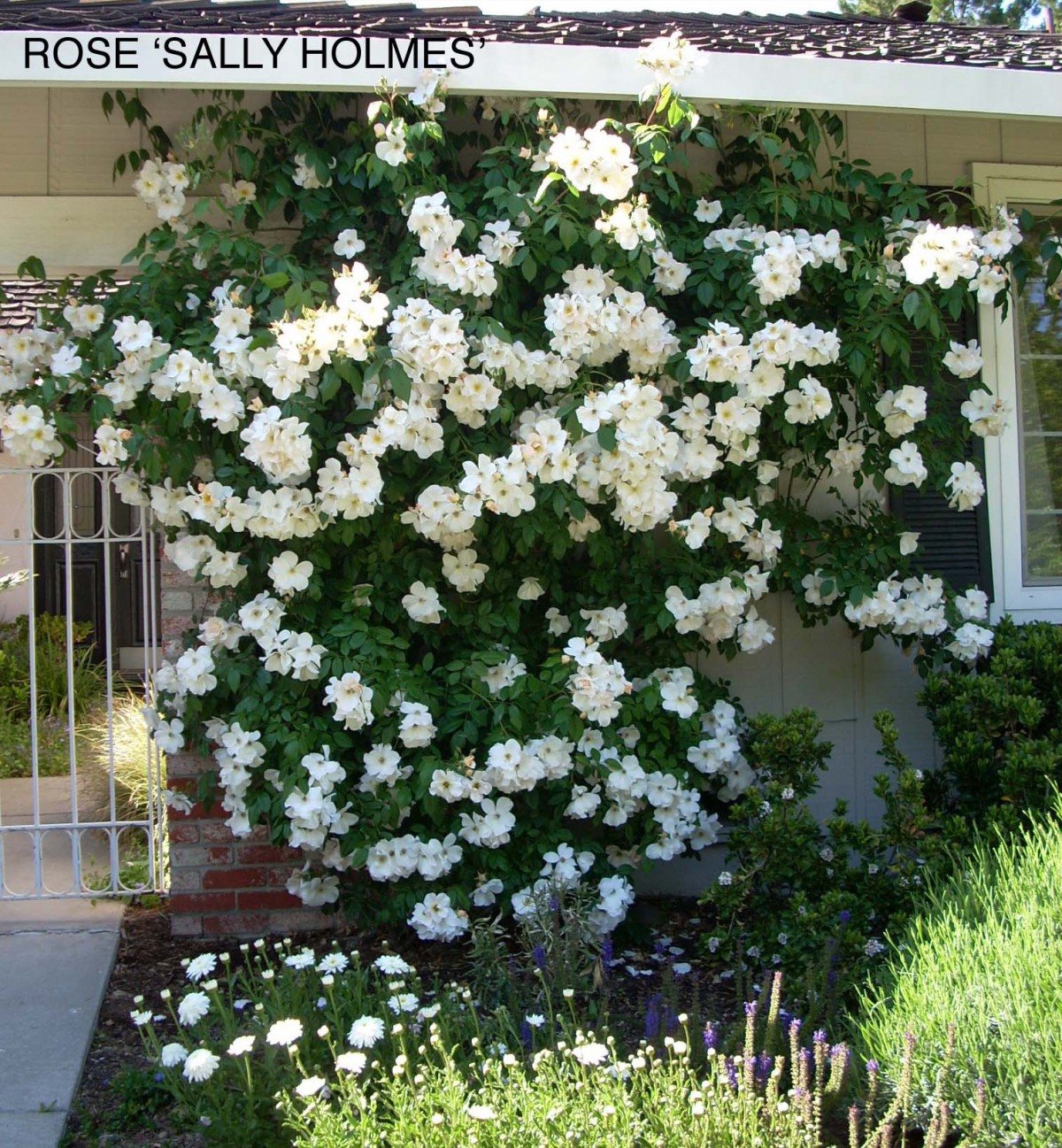 Sally Holmes Climbing Rose Jackson Perkins, 55% OFF | rbk.bm