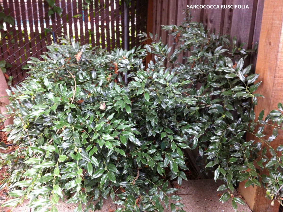 Sarcococca ruscifolia Archives - Jeffwortham