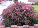 Abelia 'Edward Goucher' - fall