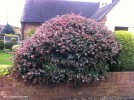 Abelia 'Edward Goucher'