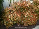 Abelia 'Kaleidoscope' - winter