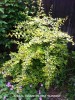 Abelia grandiflora 'Sunrise'