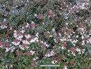 Abelia grandiflora - blossom