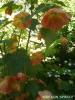 Abutilon 'Apricot' - blossom