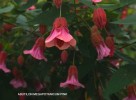 Abutilon Megapotanicum - pink