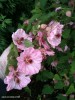 Abutilon 'Mobile Pink' - blossom