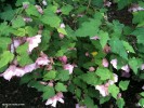 Abutilon 'Mobile Pink'