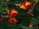 Abutilon 'Orange Hot Lava'