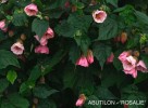 Abutilon 'Rosalie'