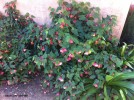 Abutilon 'Twister' - blooming