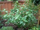 Abutilon hybrid - pink 1