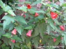 Abutilon hybrid - red