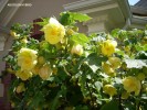 Abutilon hybrid - yellow - blossom