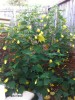 Abutilon hybrid - yellow