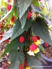 Abutilon megapotamicum 'Sunset'