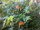 Abutilon pictum 'Thompsonii' - blossom 1