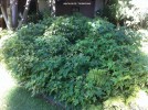 Abutilon pictum 'Thompsonii' - foliage