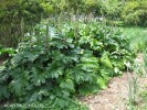 Acanthus mollis 'Bear's Breech' 1