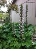 Acanthus mollis - blossom