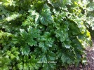 Acanthus spinosus - foliage