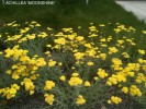 Achillea 'Moonshine'