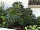 Aeonium 'Cyclops'