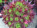 Aeonium 'Jolly Green'