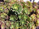 Aeonium 'Kiwi' - detail