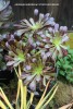 Aeonium arb. 'Atropurpureum' 2