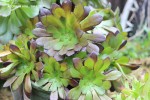 Aeonium arb. 'Tip Top'