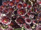 Aeonium arboreum 'Atropurpureum' - detail