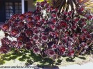 Aeonium arboreum 'Atropurpureum'