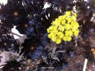 Aeonium arboreum 'Zwartkop' - blossom