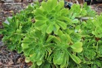 Aeonium arboreum