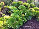 Aeonium urbicum