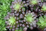 Aeonium vellour 'Red'