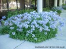 Agapanthus 'Peter Pan'