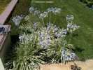 Agapanthus 'Tinkerbell' -