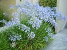 Agapanthus 'Tinkerbell' - blooming 1