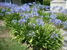 Agapanthus orientalis - blue