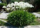 Agapanthus orientalis - white