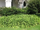 Agapanthus orientalis