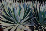 Agave 'Blue Glow' - foliage