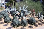 Agave 'Blue Glow' - group