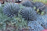 Agave 'Blue Glow' - landscape