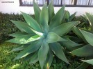 Agave attenuata 2